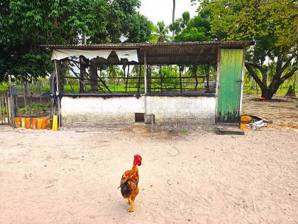 Propriedade com 160 tarefas a venda no Povoado Farnaval em Estância-Se