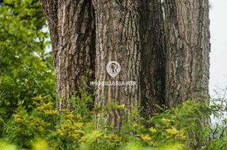 FAZENDA - VÁRZEA GRANDE, CRISTINO CASTRO (PI)