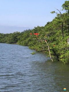 Terreno com 19,5m de frente, próx. da Univille e Instituto Federal de SC em São Francisco do Sul. Ideal para construção de geminados. Ref. 316
