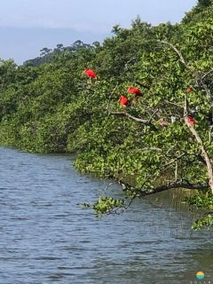 Terreno com 19,5m de frente, próx. da Univille e Instituto Federal de SC em São Francisco do Sul. Ideal para construção de geminados. Ref. 316