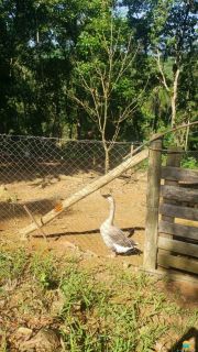 Sítio Encantador com Lagoa e 35 Mil m² de Terreno Produtivo em São João de Itaperiú/SC. Ref. 338