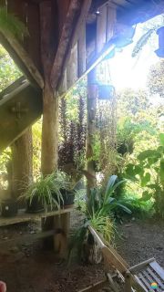 Sítio Encantador com Lagoa e 35 Mil m² de Terreno Produtivo em São João de Itaperiú/SC. Ref. 338