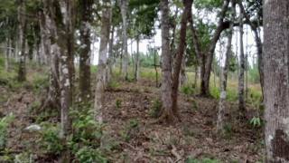 Sítio Encantador com Lagoa e 35 Mil m² de Terreno Produtivo em São João de Itaperiú/SC. Ref. 338