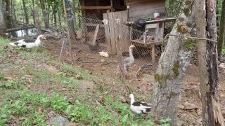 Sítio Encantador com Lagoa e 35 Mil m² de Terreno Produtivo em São João de Itaperiú/SC. Ref. 338