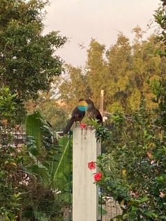 Casa Mobiliada a 200m da praia, com 4 suítes na Praia Grande em Penha /SC. Ref.476