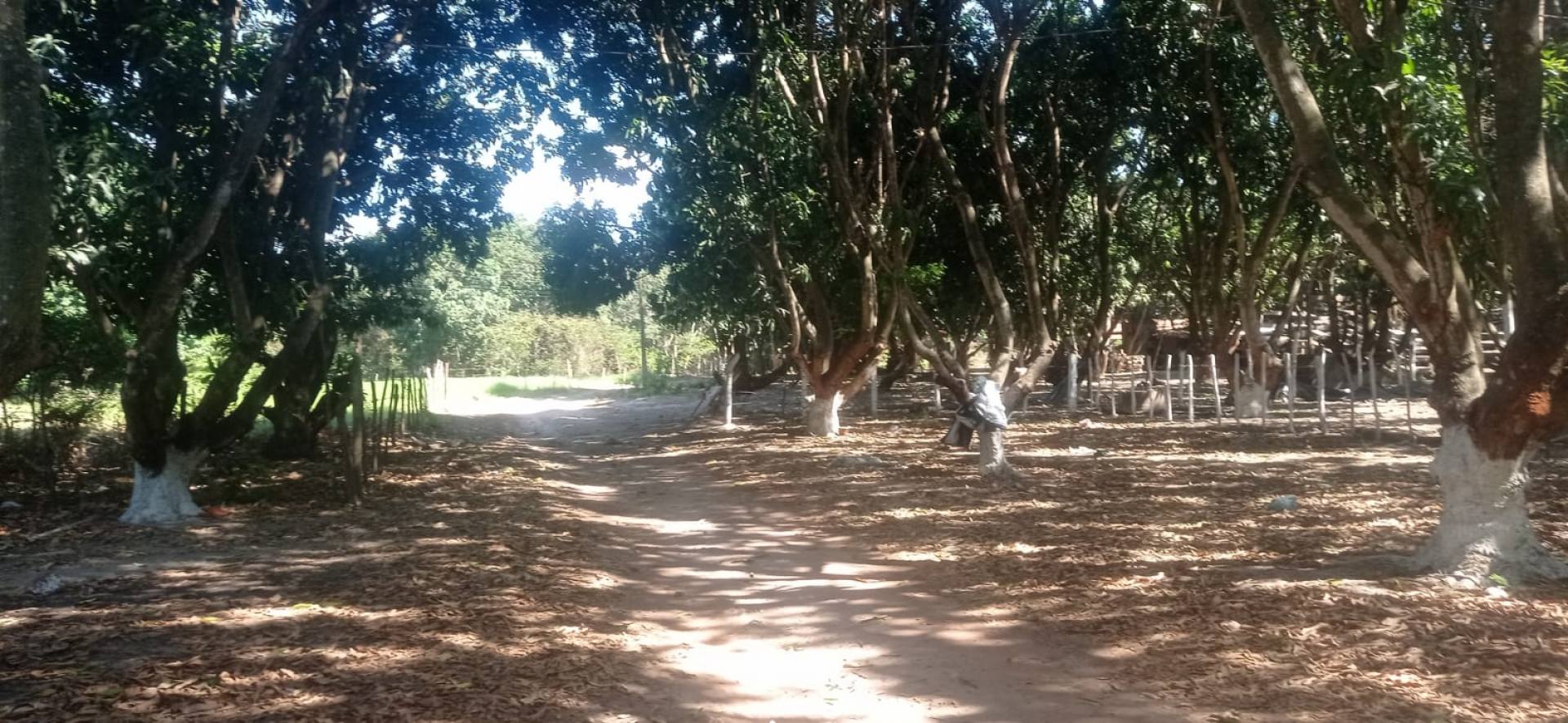 SITIO DE 43 HECTARES\RANCHO DAS MANGUEIRAS