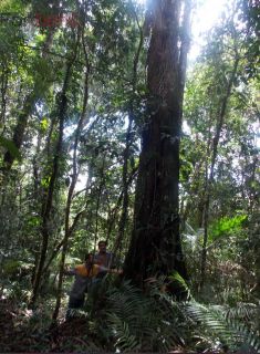 Sítio Para Vender com 2 quartos no bairro Jardim Santa Maria em Juquiá