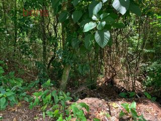 5 Lotes /  Ou Terreno Total com 7.266m²  Para Vender Dentro do Condomínio Alpes de Caieiras