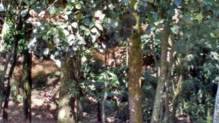 Casa Para Vender com 3 quartos 3 suítes no bairro Santa Inês em Caieiras