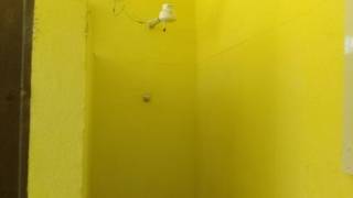 Chácara com 3 dormitórios à venda, 11200 m² - Chácaras Maristela - Franco da Rocha/SP