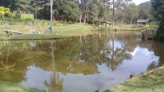 Chácara com 3 dormitórios à venda, 11200 m² - Chácaras Maristela - Franco da Rocha/SP