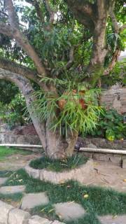 Casa Ampla à venda, 400 m² de  Área Construída por R$ 1.500.000 - Laranjeiras - Caieiras/SP