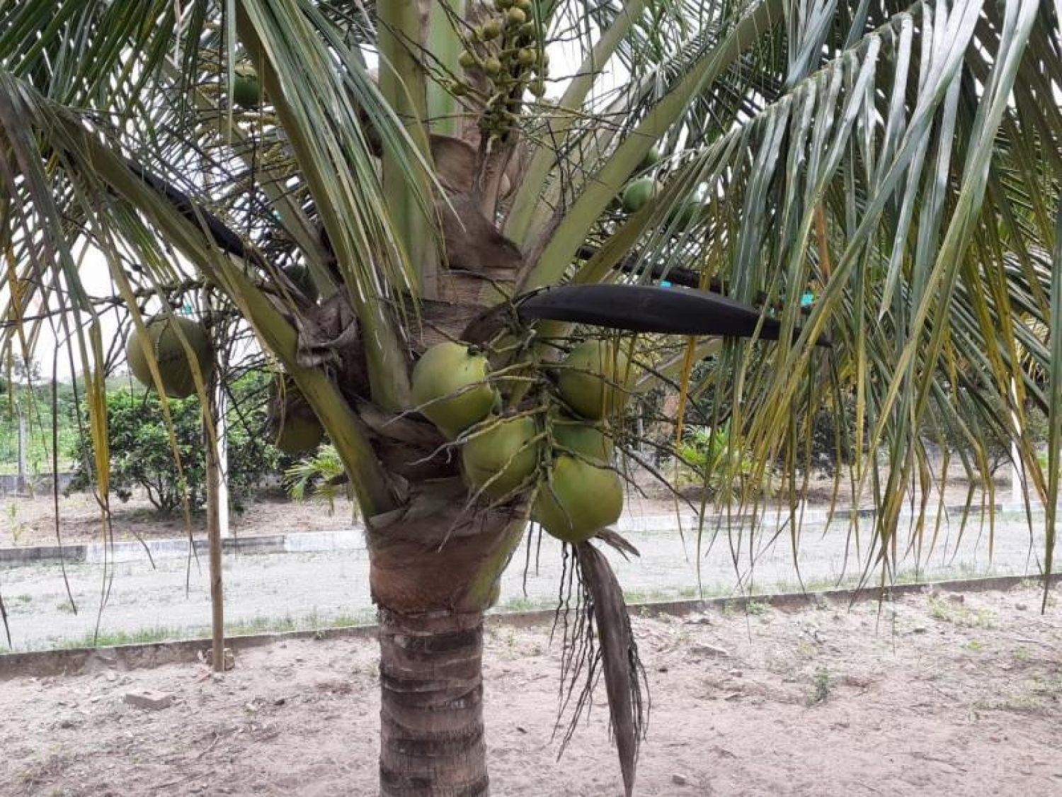 Chácara no bairro Tapera