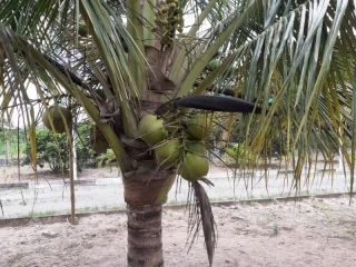 Chácara no bairro Tapera