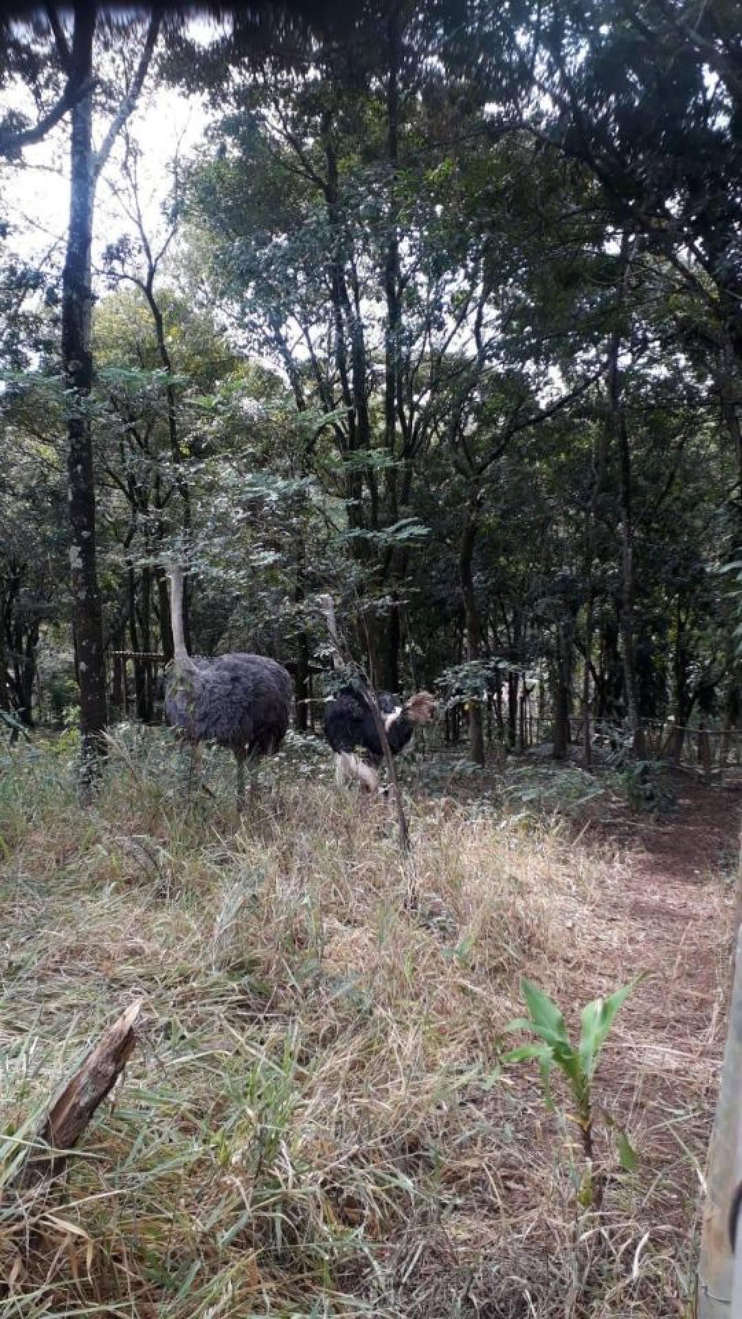 Lote / Terreno Comercial Para Vender  em Contagem