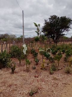 VENDE UM SITIO COM CASA NO JATOBÁ - POVOADO DE CAROALINA EM SERTÂNIA - PE