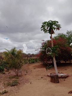 VENDE UM SITIO COM CASA NO JATOBÁ - POVOADO DE CAROALINA EM SERTÂNIA - PE