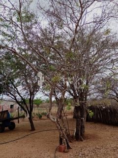 VENDE UM SITIO COM CASA NO JATOBÁ - POVOADO DE CAROALINA EM SERTÂNIA - PE