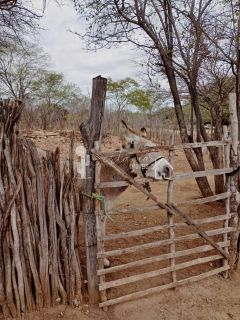 VENDE UM SITIO COM CASA NO JATOBÁ - POVOADO DE CAROALINA EM SERTÂNIA - PE