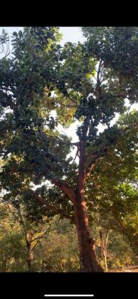 Sítio em São Cristóvão