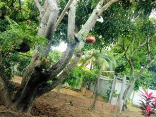 Chácara no Mosqueiro 