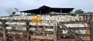 Fazenda- Sena Madureira