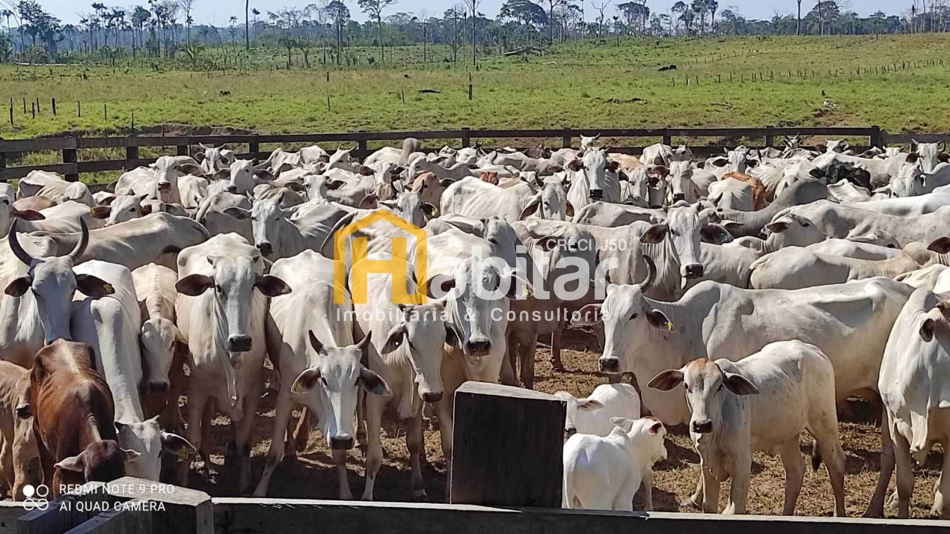 Excelente Fazenda com porteira fechada e com 300 cabeças de gado