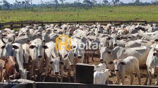 Excelente Fazenda com porteira fechada e com 300 cabeças de gado