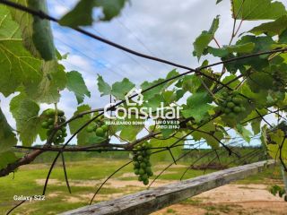 Sítio Para Alugar com 3 quartos no bairro MASSIAMBU PEQUENO em Palhoça
