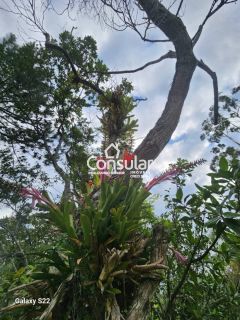 Sítio Para Alugar com 3 quartos no bairro MASSIAMBU PEQUENO em Palhoça