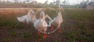 Venda de lote de esquina com 500m² No Recanto dos coqueiros (chacaras) em Santo Amaro