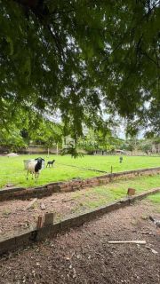 Sítio à Venda no bairro Todos os Santos em Teresina - PI