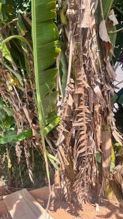 Terreno Para Vender  Saboeiro