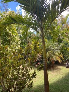 Casa de Condomínio 4/4 e 2 suítes Mata de São João