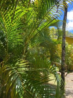 Casa de Condomínio 4/4 e 2 suítes Mata de São João