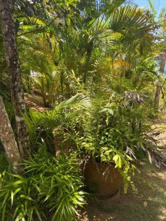 Casa de Condomínio 4/4 e 2 suítes Mata de São João