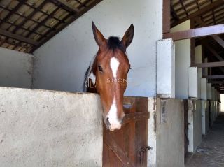 Terreno  Para Vender Simões Filho