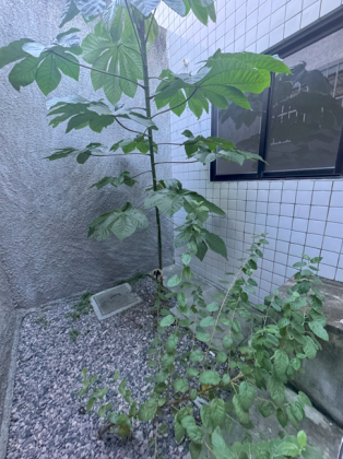 Casa de Condomínio Para Vender com 03 quartos 02 suítes no bairro Janga em Paulista