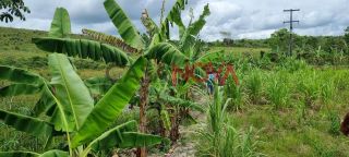 Fazenda com 72 tarefas em Salgado