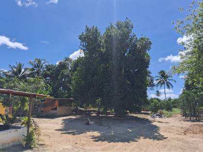 Sítio com 4 tarefas em Itaporanga