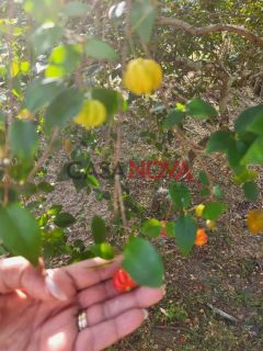 Excelente Chácara no Mosqueiro com 5600 m²