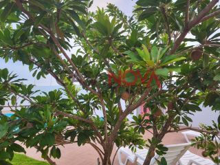 Excelente Chácara no Mosqueiro com 5600 m²