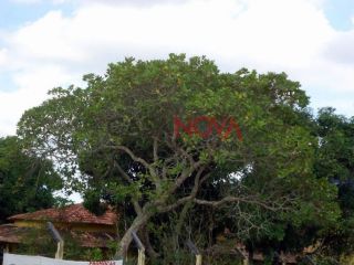 Sítio em S/bairro  -  Itabaiana