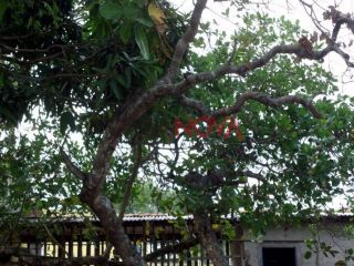 Sítio em S/bairro  -  Itabaiana