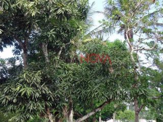 Sítio em S/bairro  -  Itabaiana