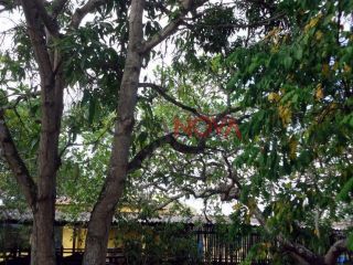 Sítio em S/bairro  -  Itabaiana