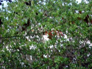 Sítio em S/bairro  -  Itabaiana