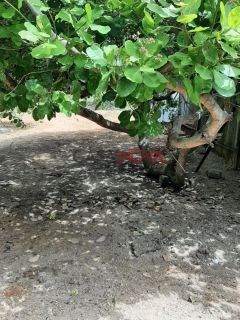 Terreno em Ótima Localização no Bairro Coroa do Meio com 648 m²