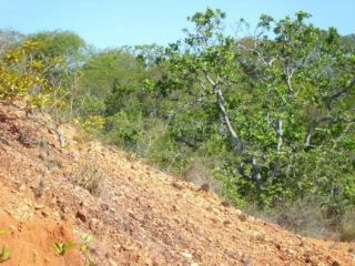 Terreno em São Cristovão