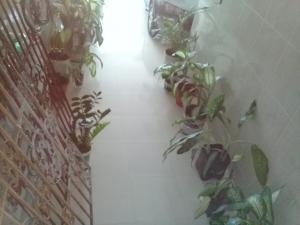 VENDE-SE PRÉDIO COMERCIAL  COM DUAS CASAS EM BAIXO E DOIS APTOS  NA RUA PERNAMBUCO